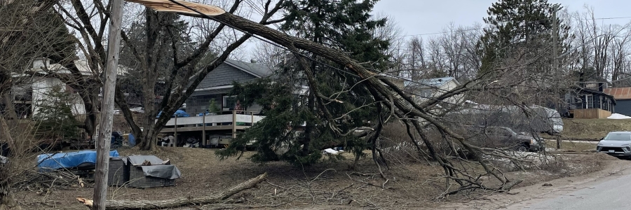 Tree fallen on powerline